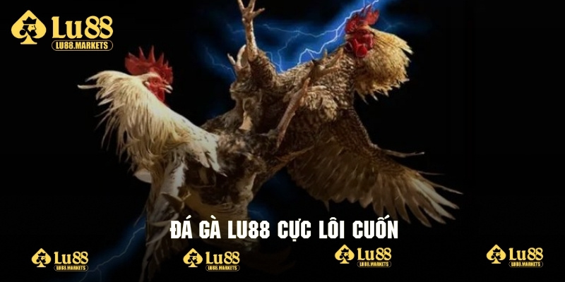 Đá gà Lu88 cực lôi cuốn với nhiều trận đấu kinh điển